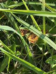 Boloria bellona