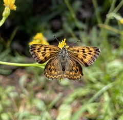 Tharsalea mariposa