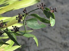 Smilax campestris