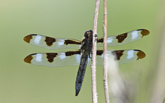 Libellula pulchella