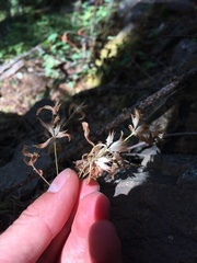 Collomia heterophylla