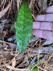 Eulophia maculata