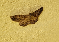 Neoalcis californiaria