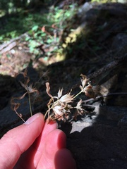 Collomia heterophylla