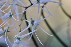 Dendrobium teretifolium