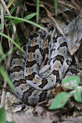 Crotalus horridus