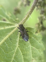 Heterogaster urticae