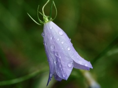 Campanula rotundifolia