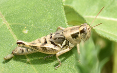 Melanoplus lakinus