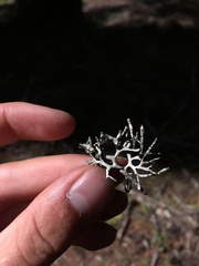 Hypogymnia imshaugii