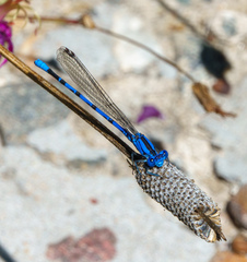 Argia vivida
