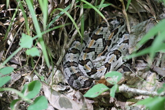 Crotalus horridus