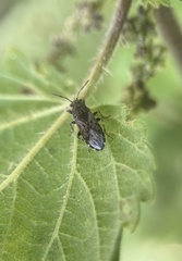 Heterogaster urticae