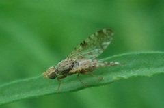 Dioxyna bidentis