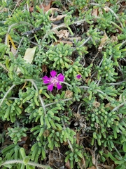 Drosanthemum hispidum