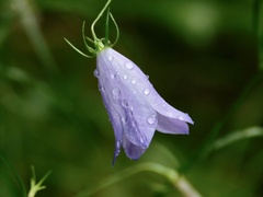 Campanula rotundifolia