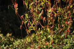 Clarkia