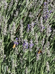 Ochlodes sylvanoides