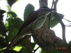 Myiodynastes maculatus