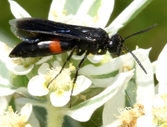 Stizoides renicinctus