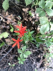 Anisacanthus quadrifidus