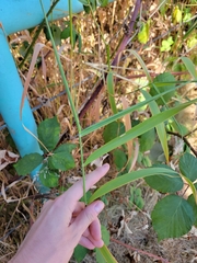 Phalaris arundinacea