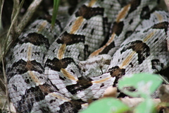 Crotalus horridus