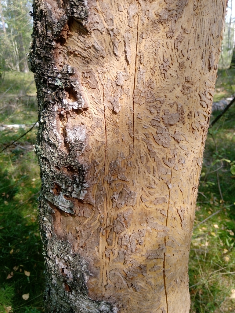 Birch Bark Beetle from Новгородская обл., Россия, 173535 on August 27 ...