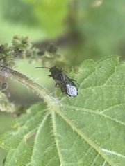 Heterogaster urticae