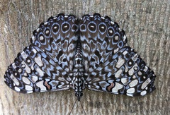 Hamadryas