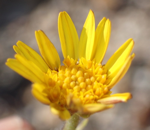 Image of Woolly Boneseed by (c) Nicola van Berkel, some rights reserved (CC BY-SA)