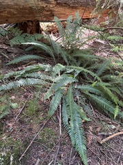 Struthiopteris spicant