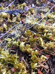 Homalothecium megaptilum