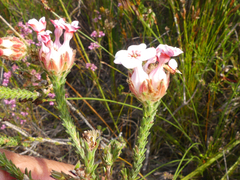 Erica ampullacea