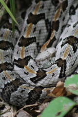 Crotalus horridus