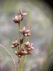 Cladium mariscoides