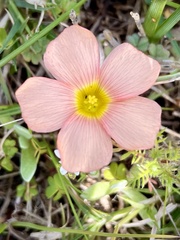 Oxalis obtusa