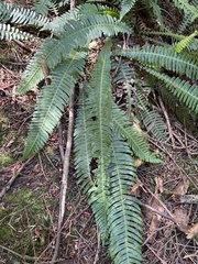 Struthiopteris spicant
