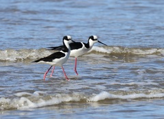 Himantopus mexicanus melanurus