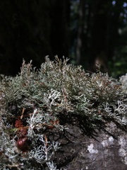 Sphaerophorus tuckermanii