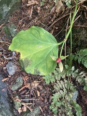 Trillium undulatum