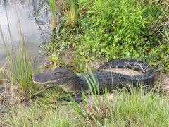 Alligator mississippiensis