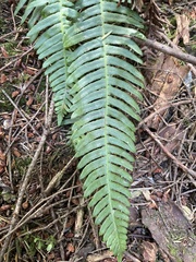 Struthiopteris spicant