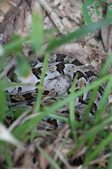 Crotalus horridus
