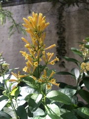Cestrum
