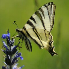Iphiclides podalirius