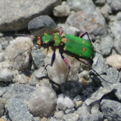 Cicindela campestris