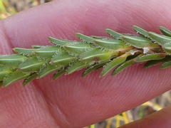 Erica ampullacea