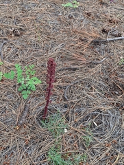 Pterospora andromedea