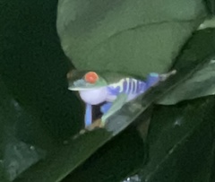 Agalychnis callidryas